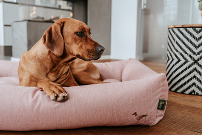 PREČO PSI PRED SPANÍM HRABÚ?