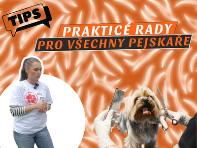 EPISODE 57 OF THE SMÈČKA PODCAST: Claws, fur, ears and insurance: practical advice for all dog owners