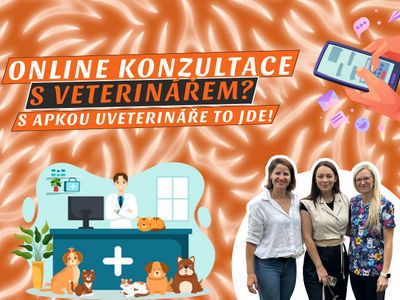63. DIEL PODCASTU SMEČKA: Potrebujete urgentnú radu od veterinára? Mohlo by to zachrániť vášho psa a vaše nervy.
