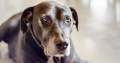 DOGS AND GREY HAIR: A SIGN OF AGING OR SOMETHING ELSE? 