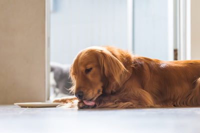 CONSTANT LICKING OF PAWS CAN BE HARMLESS, BUT ALSO DANGEROUS