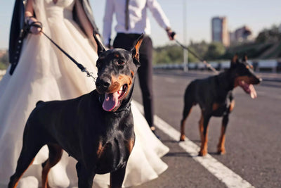 DOG AT THE WEDDING! DO YOU KNOW ALL THE PROS AND CONS?