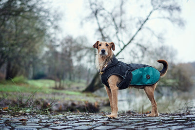 UPPSALA ALLROUNDER dog coat - anthracite/petrol