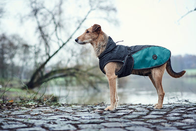 UPPSALA ALLROUNDER dog coat - anthracite/petrol