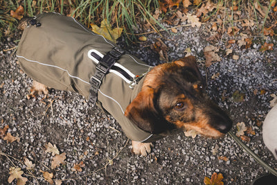 NORDBY jacket for dachshunds - olive