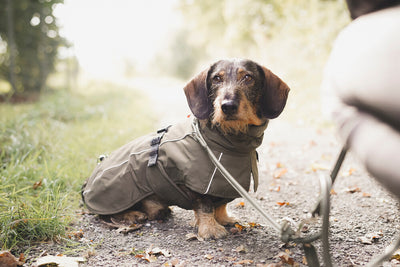 NORDBY jacket for dachshunds - olive