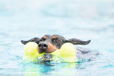 Psia hračka KONG Air Dog Bone - L