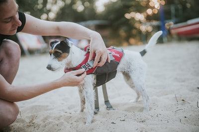 MOSS swimming vest for dogs