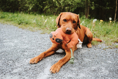 Dog toy RIO sloth