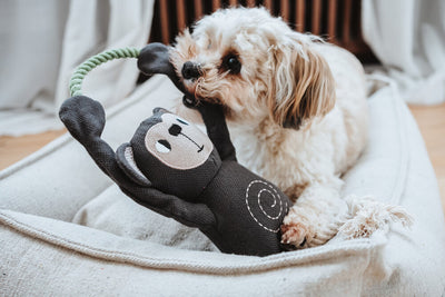 Dog toy RIO monkey