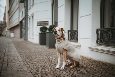 GENF dog turtleneck - beige