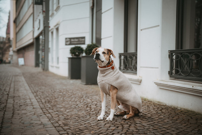 GENF dog turtleneck - beige