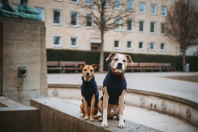 GENF psí rolák - tmavo modrá