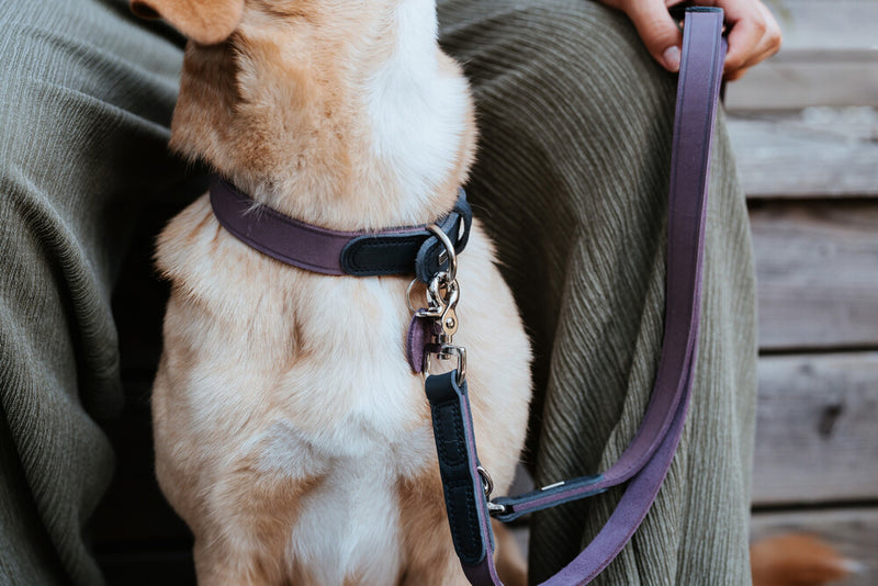 LEMVIG collar - purple/blue