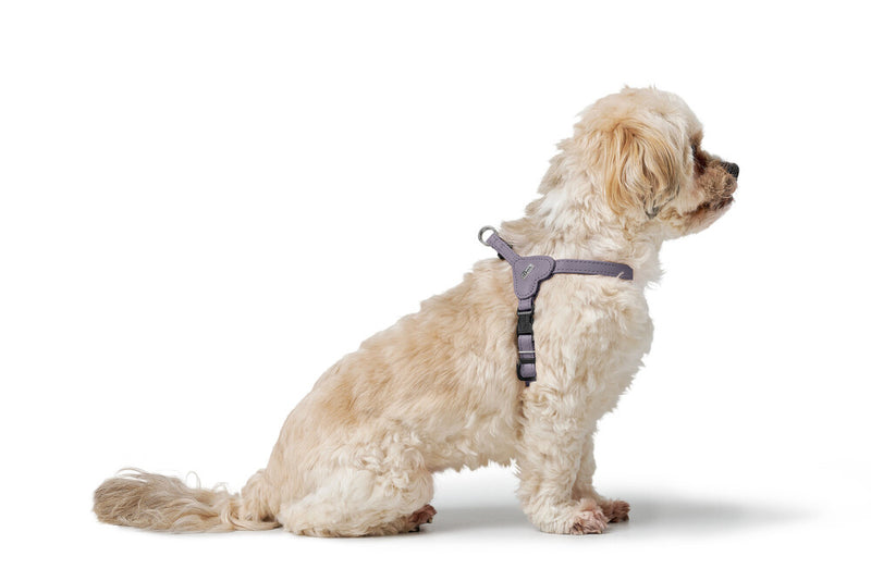 SOHO MINI harness - lilac