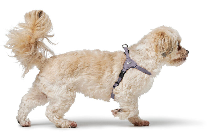 SOHO MINI harness - lilac