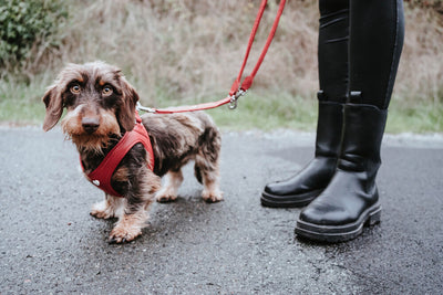 LOVE ROUND&SOFT adjustable leash - red