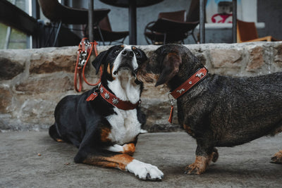 MÜNCHEN Dachshund collar - cognac/black