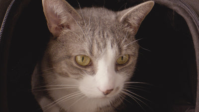 TAVO cestovná taška DUPREE II - merle