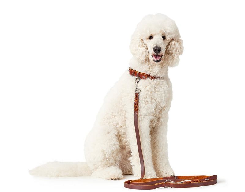 SOLID EDUCATION adjustable leash - cognac