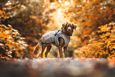 UPPSALA dog coat - taupe