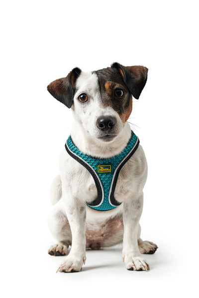 HILO COMFORT harness - turquoise