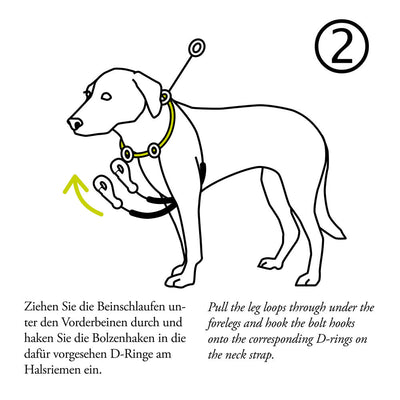 SIDE-BY-SIDE training harness