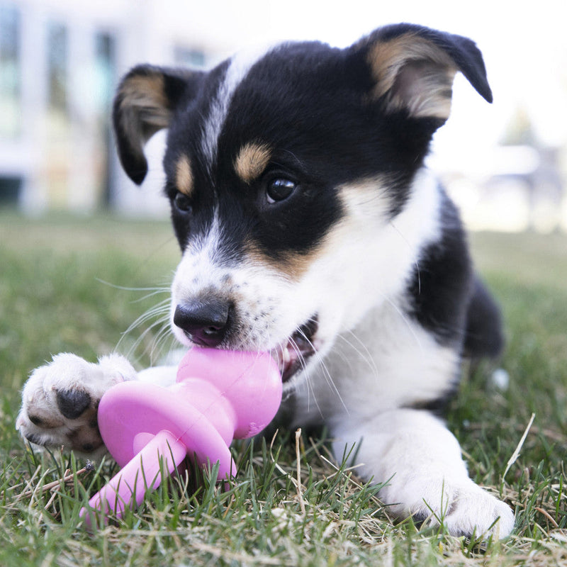 Dog toy KONG Puppy Binkie