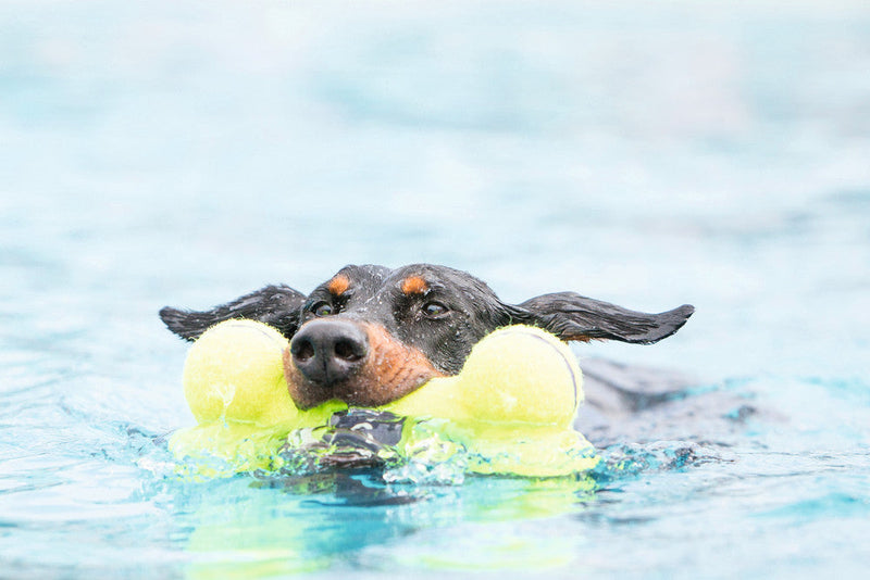 Psia hračka KONG Air Dog Bone - M