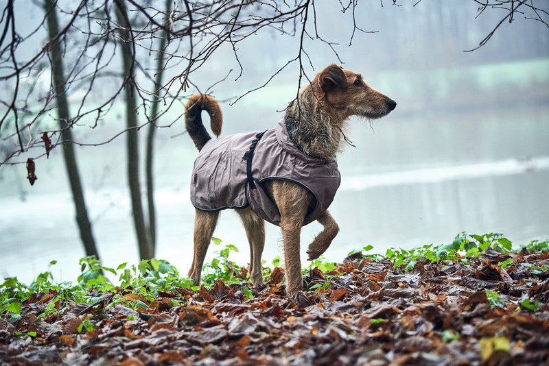 UPPSALA dog coat - taupe