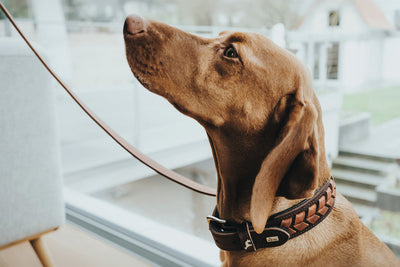 EL PASO collar - dark brown