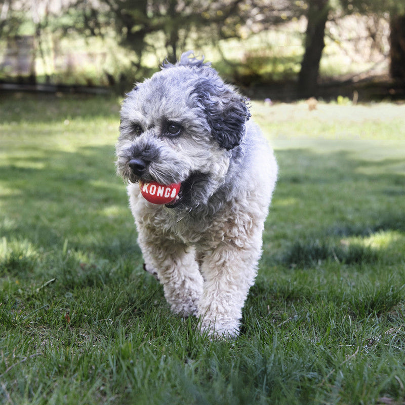 Dog toy KONG Signature Balls - S