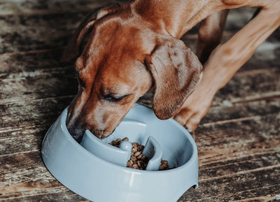 ATLANTA slow feeding bowl - gray