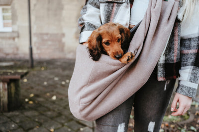 LOS ANGELES dog bag - taupe