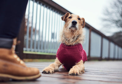 MALMÖ dog sweater - burgundy