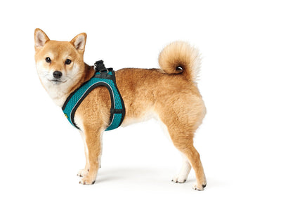 HILO COMFORT harness - turquoise