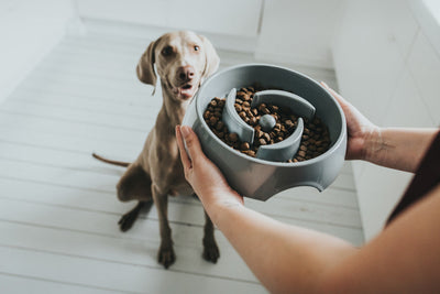 ATLANTA slow feeding bowl - gray