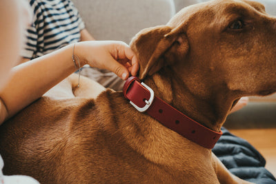 AALBORG SOUL collar - red