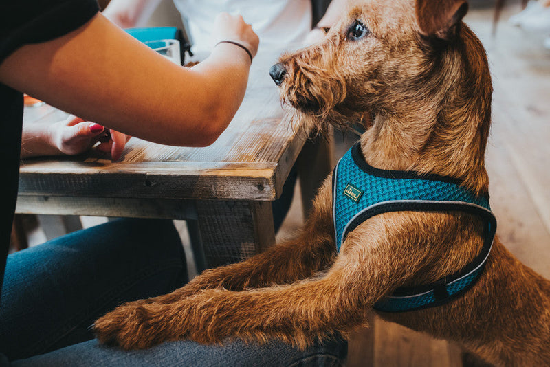 HILO COMFORT harness - turquoise