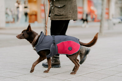 UPPSALA ALLROUNDER dog coat - anthracite/red