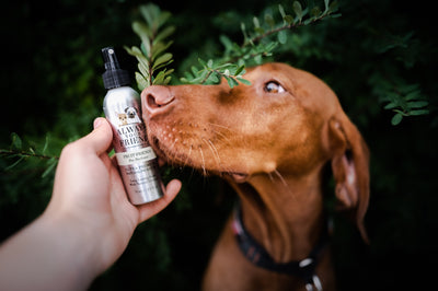 Perfume for dogs Fruit Friends