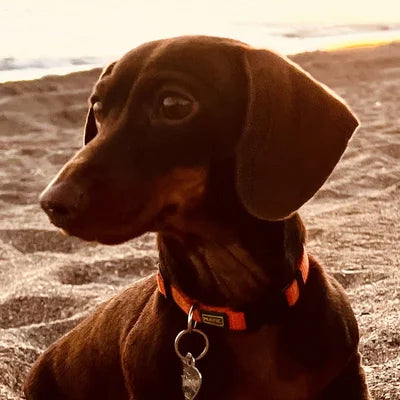 Lola